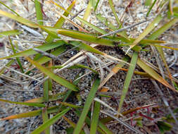 Image of Zoysia pauciflora Mez