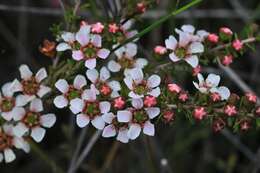 Sivun Leptospermum liversidgei R. T. Baker & H. G. Smith kuva