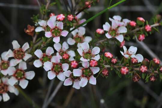 Слика од Leptospermum liversidgei R. T. Baker & H. G. Smith