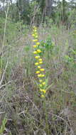 Image of golden colicroot