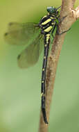 Imagem de Macrogomphus lankanensis Fraser 1933