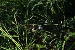 Image of wandering vetch