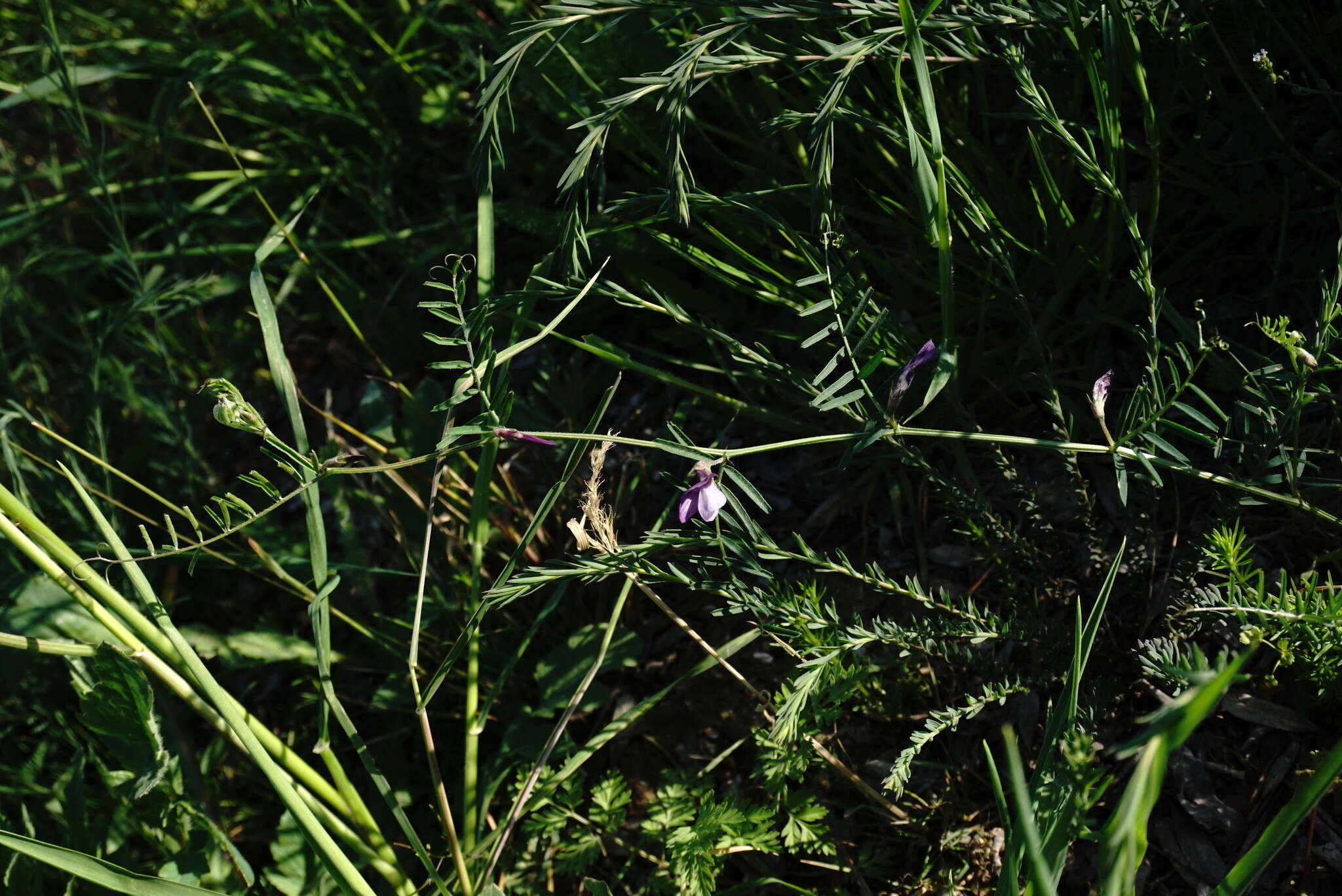 Image of wandering vetch