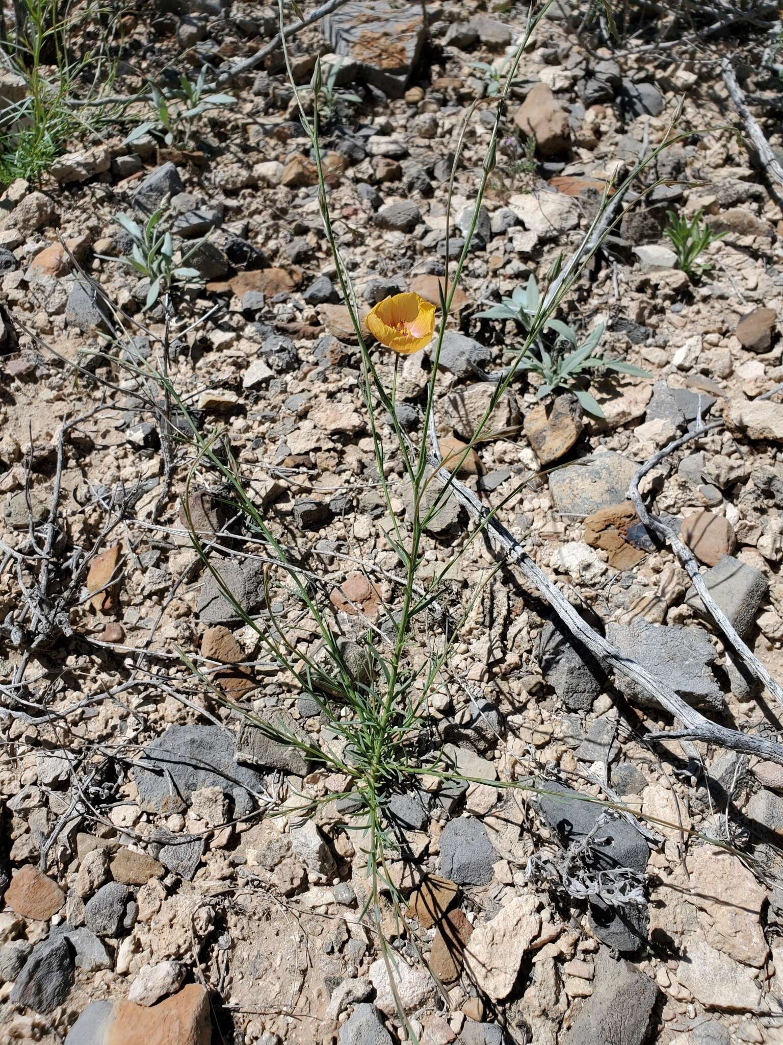 Слика од Linum vernale Woot.