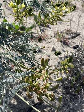 Image de Astragalus nevinii A. Gray ex Lyon