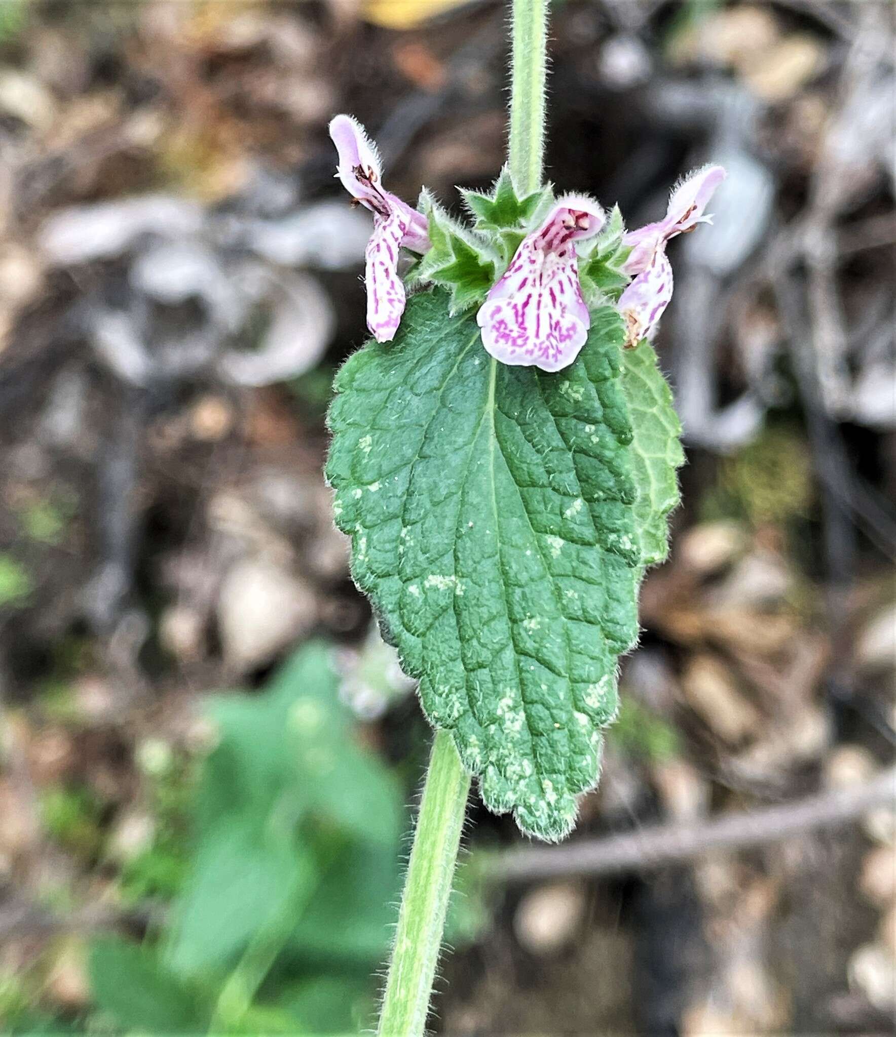 Imagem de Stachys rigida subsp. quercetorum (A. Heller) Epling