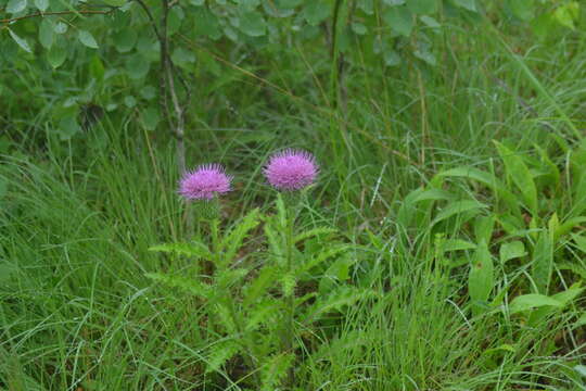 Image of Hill's thistle