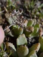 Image of Fusifilum depressum (Baker) U. Müll.-Doblies, J. S. Tang & D. Müll.-Doblies