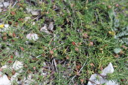 Image of sprawling needle sunrose