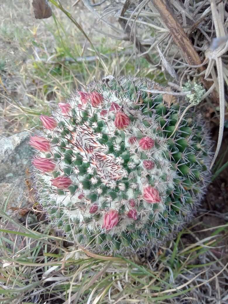 Image of Mammillaria karwinskiana subsp. karwinskiana