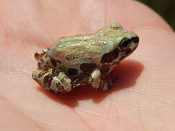 Image of Strecker's Chorus Frog