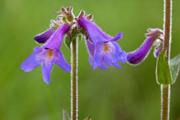 Image of Apache beardtongue