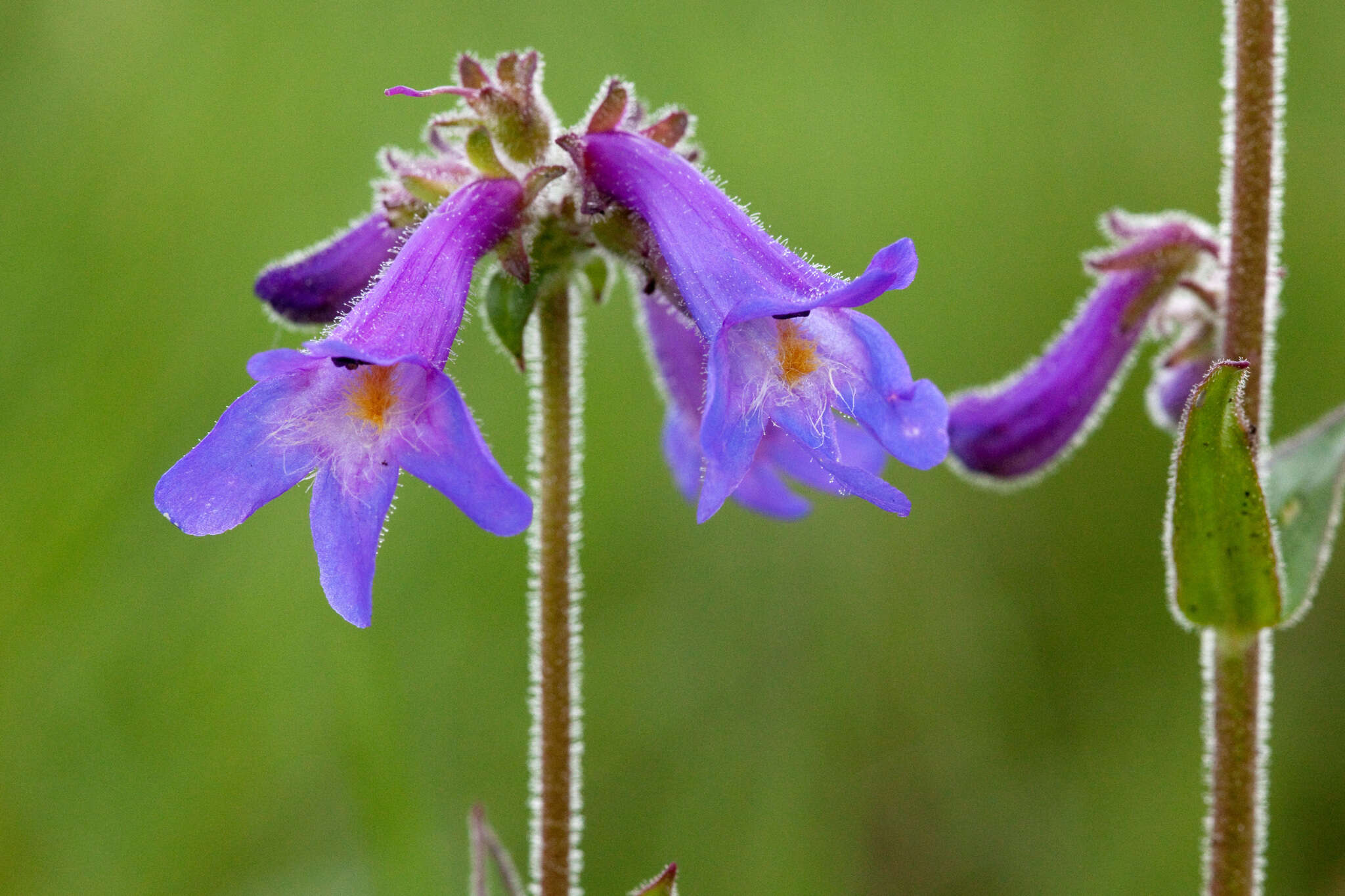 Image of Apache beardtongue