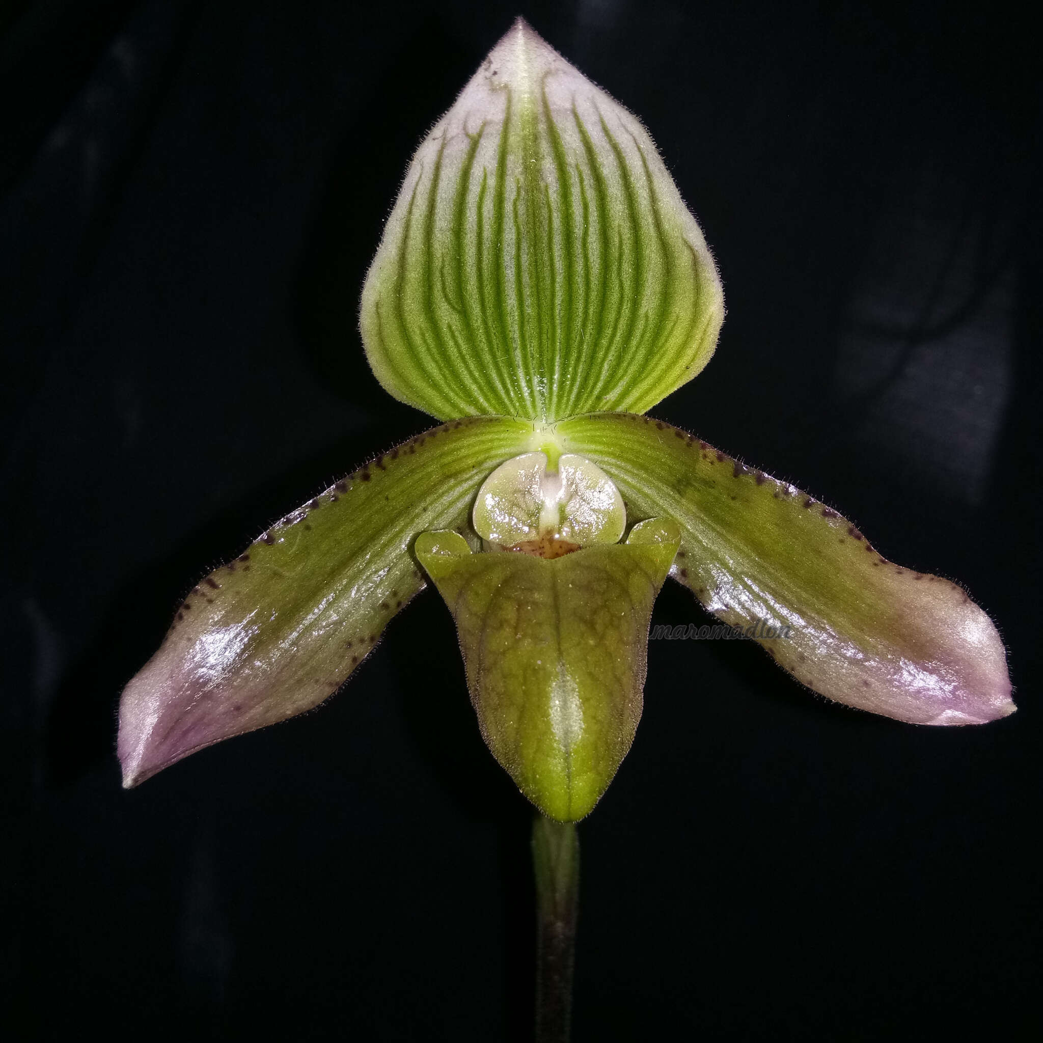 Image de Paphiopedilum javanicum (Reinw. ex Lindl.) Pfitzer