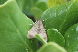 Image of Moth