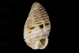 Image of Mitromorpha carpenteri Glibert 1954