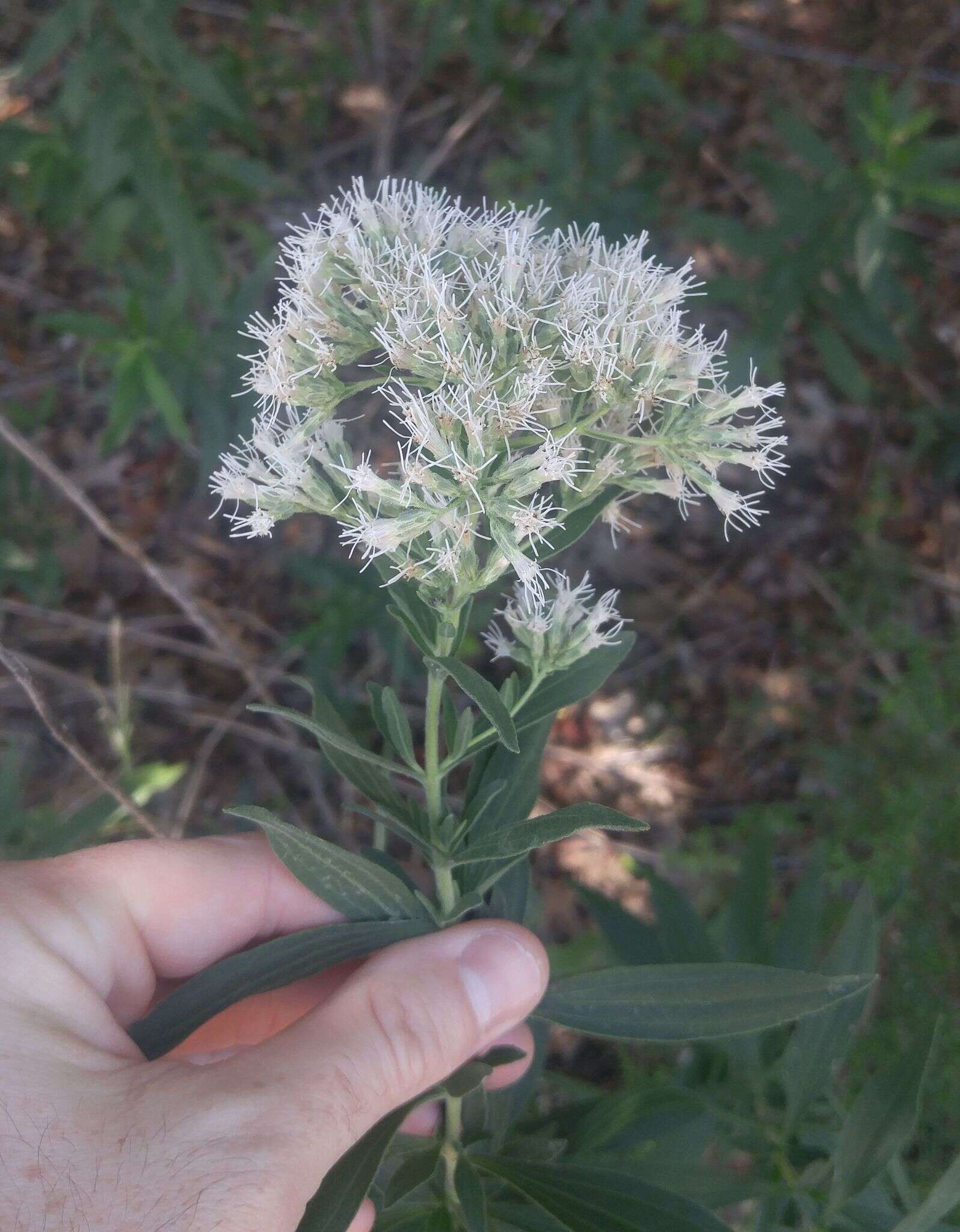 Image of false boneset