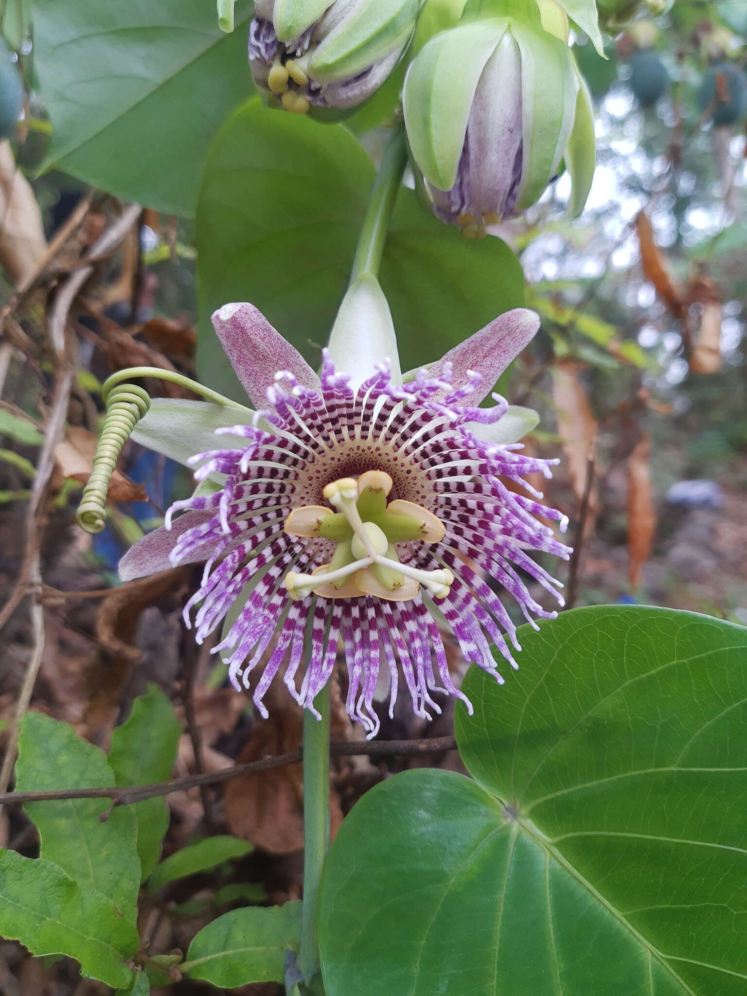 Imagem de Passiflora ligularis A. Juss.