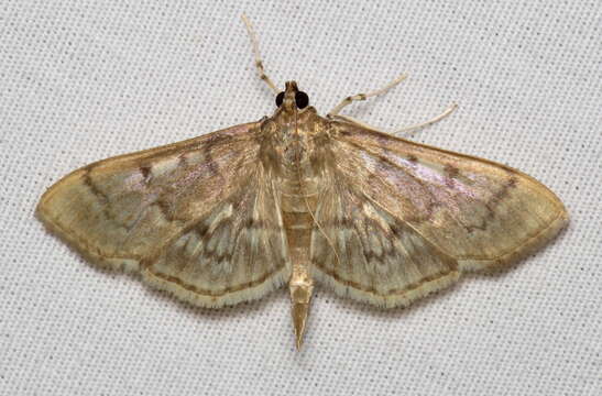 Image of Serpentine Webworm