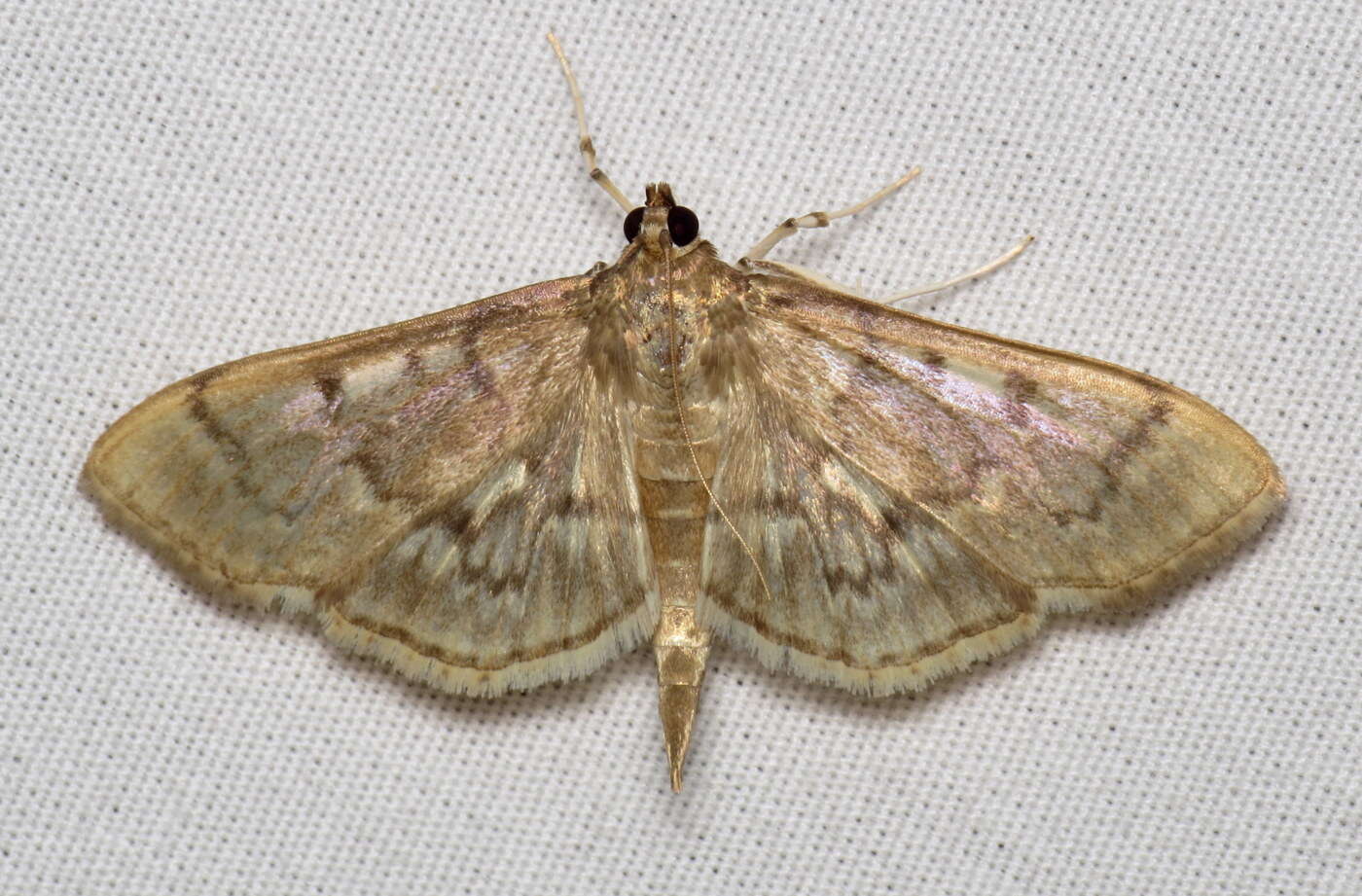 Image of Serpentine Webworm