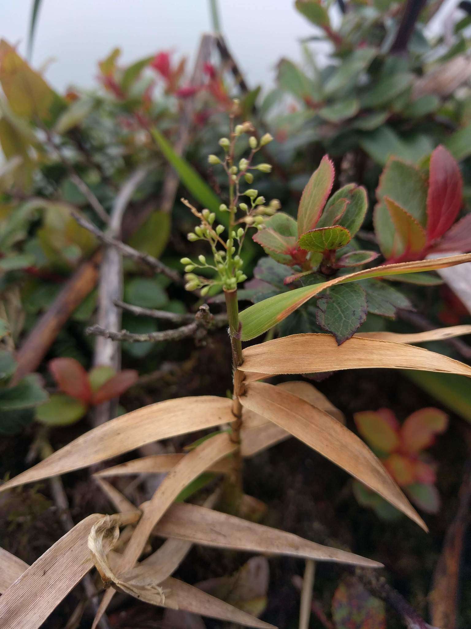 Image de Isachne distichophylla Munro ex Hillebr.