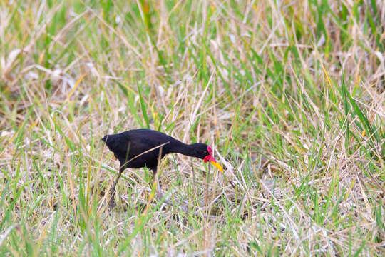 Image of Jacana jacana hypomelaena (Gray & GR 1846)