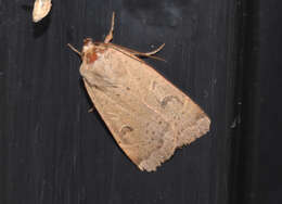 Image of lesser yellow underwing