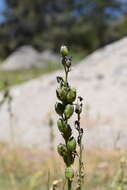 Imagem de Camassia quamash subsp. breviflora Gould