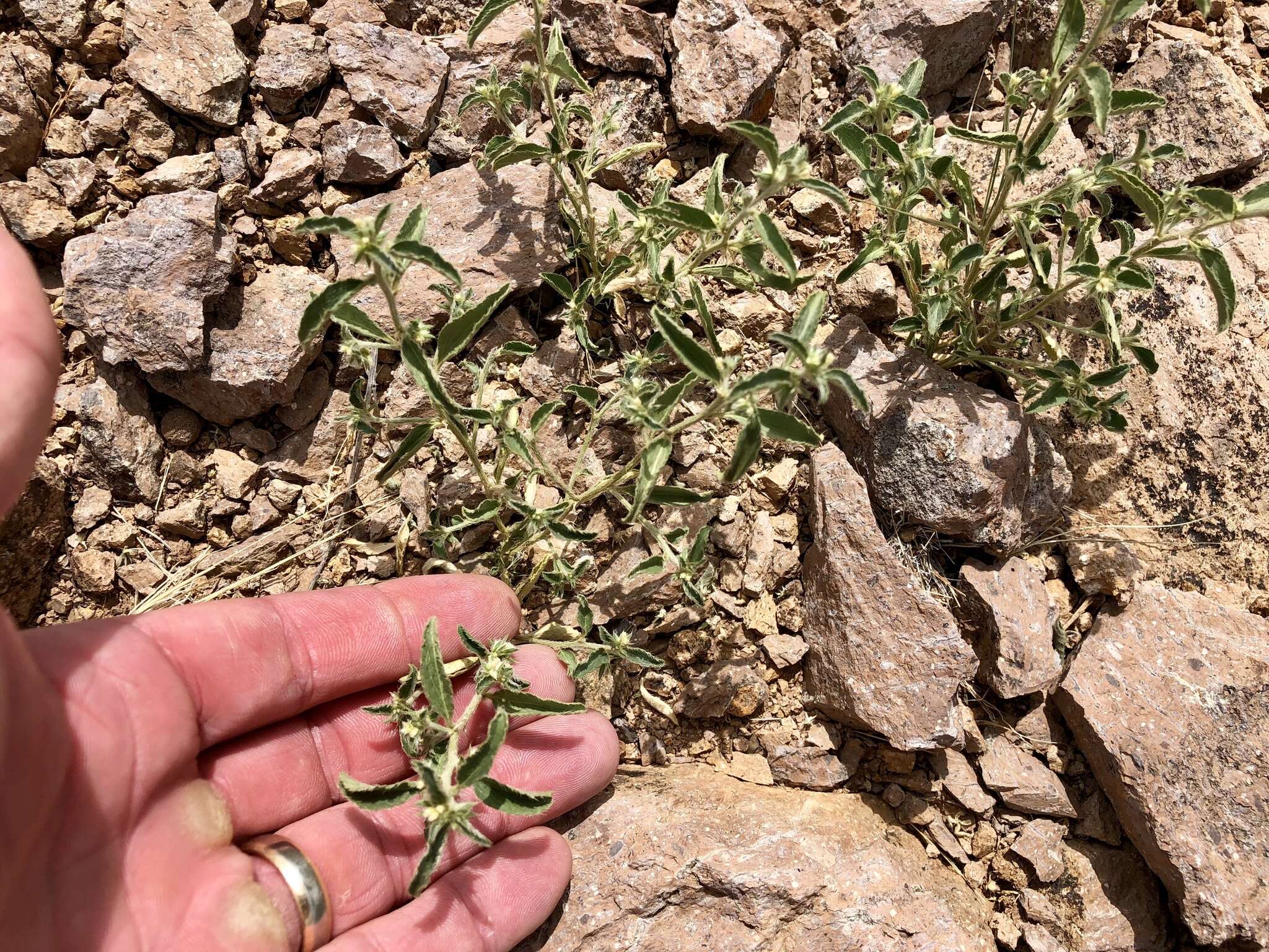 Image of California silverbush