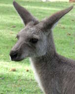 Image of kangaroo