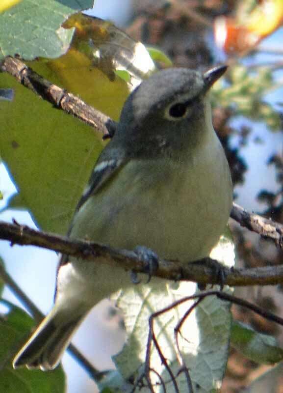 Sivun lyijyvireo kuva