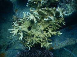 Image of Fire coral