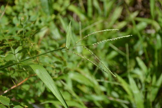 Imagem de Paspalum langei (E. Fourn.) Nash