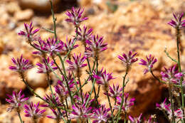 Ptilotus remotiflorus G. Benl的圖片