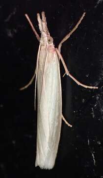 Image of Crambus perlella Scolopi