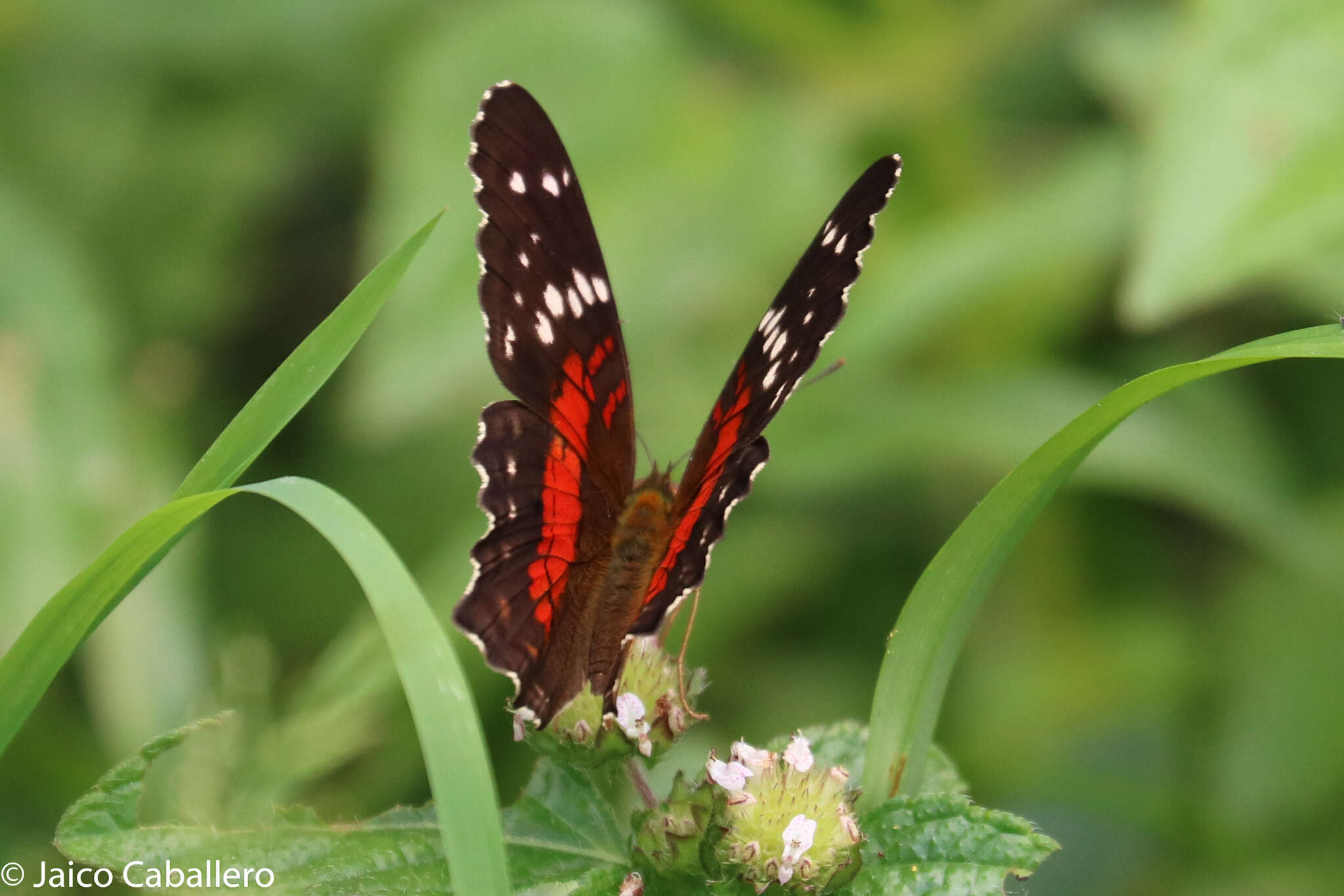 Image of Anartia amathea Linnaeus 1758