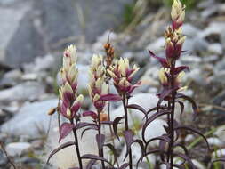 Image of elegant Indian paintbrush