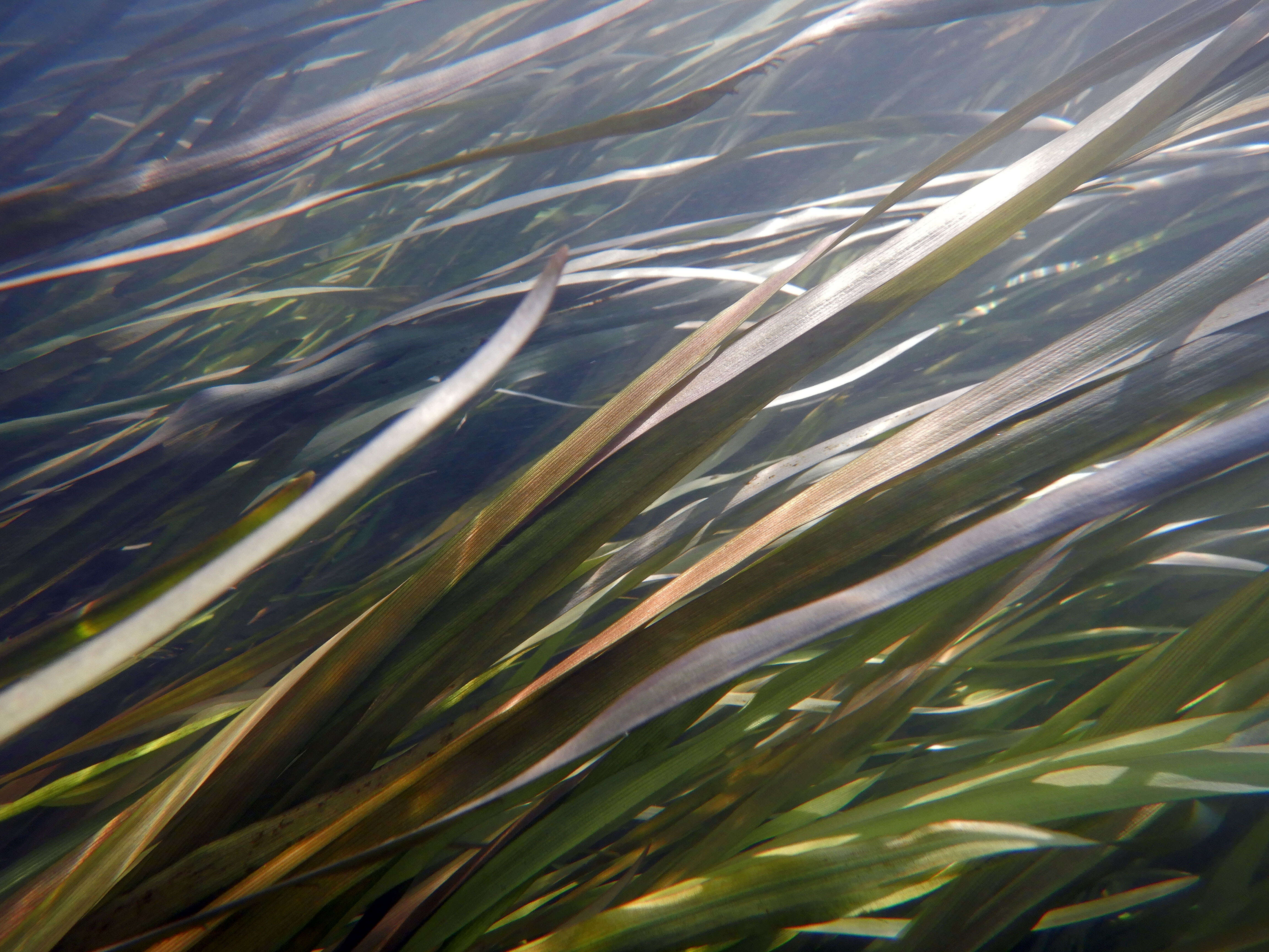 Image of Branched Bur-reed