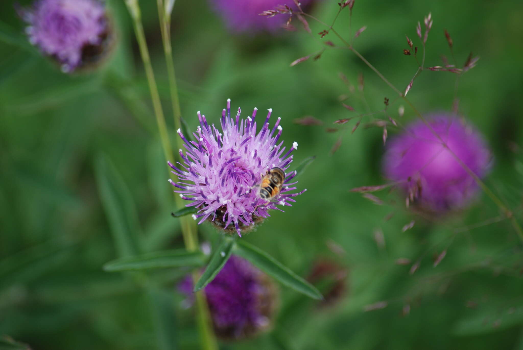 Image of Syrphid fly