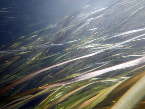 Image of Branched Bur-reed