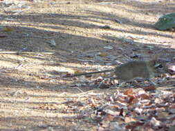 Image of Four-toed Elephant Shrew