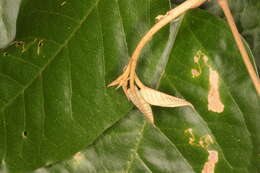 Image of Croton carpostellatus B. L. León & Mart. Gord.