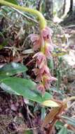Image of Bulbophyllum pachypus Schltr.