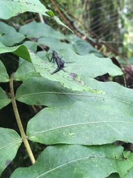 Imagem de Micrathena pilaton Levi 1985