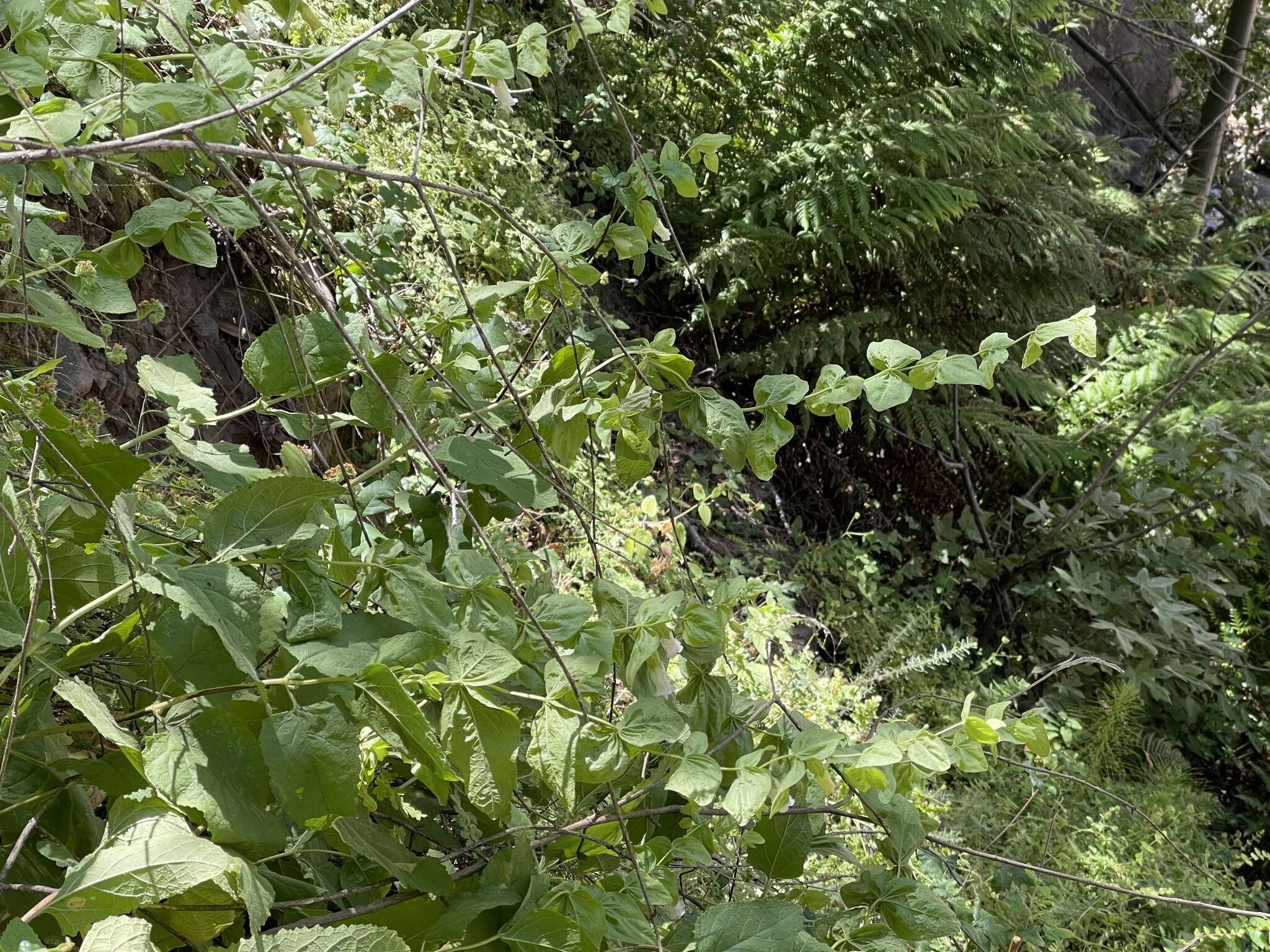 Image of Ross' pitcher sage