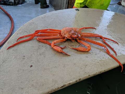 Image of grooved Tanner crab