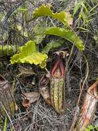 Image of Nepenthes maxima Reinw. ex Nees