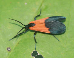 Image of Black-and-yellow Lichen Moth