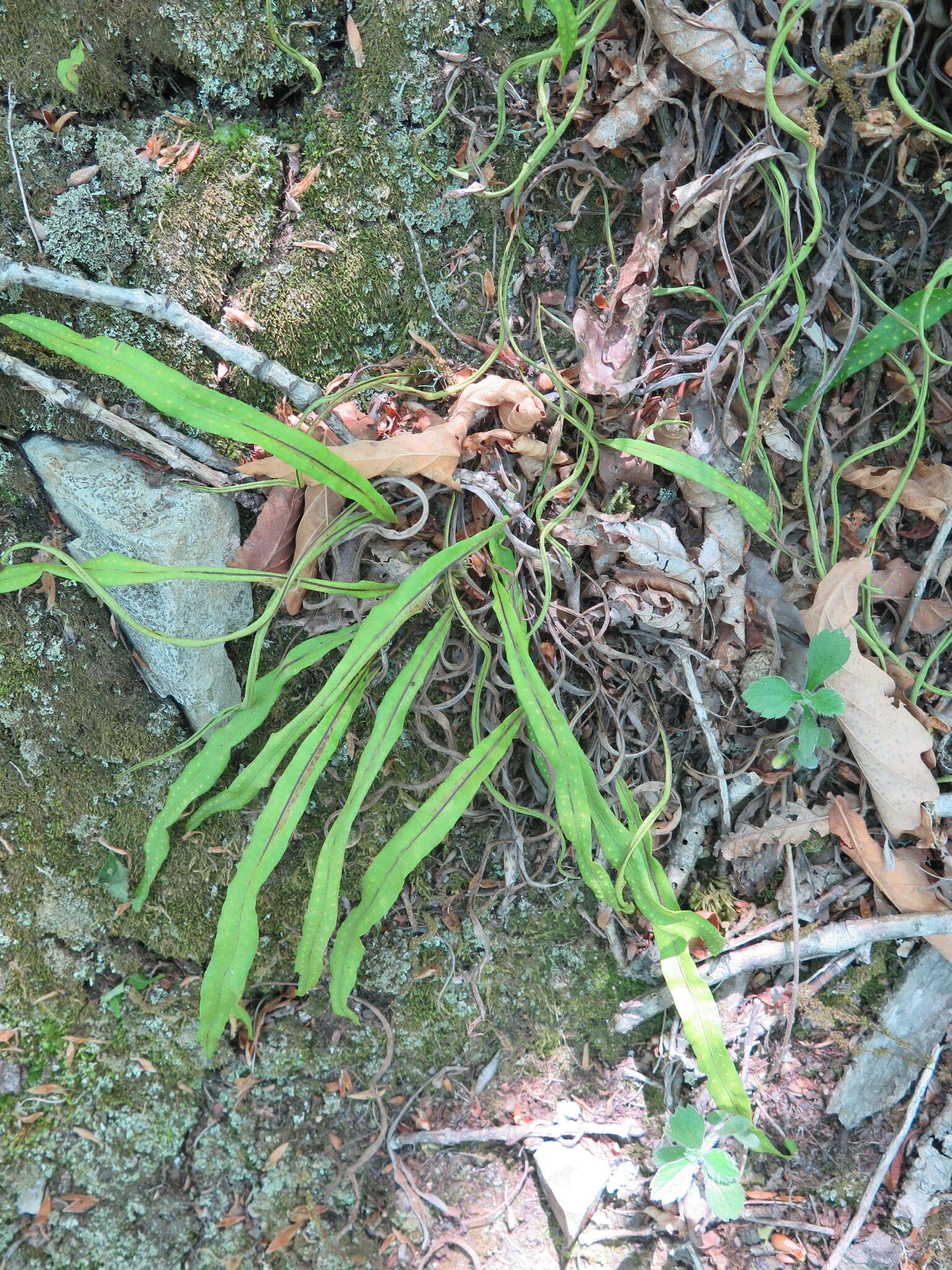 Image of Lepisorus ussuriensis (Regel & Mack.) Ching