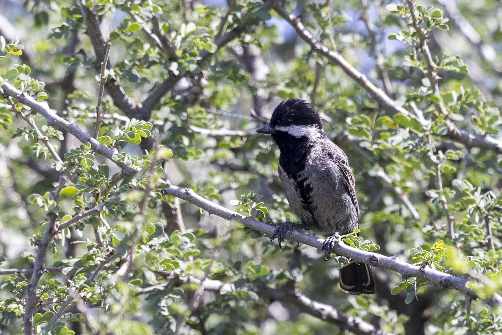 Plancia ëd Melaniparus cinerascens (Vieillot 1818)